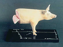 �g���v�M �u��; pig lib;�v